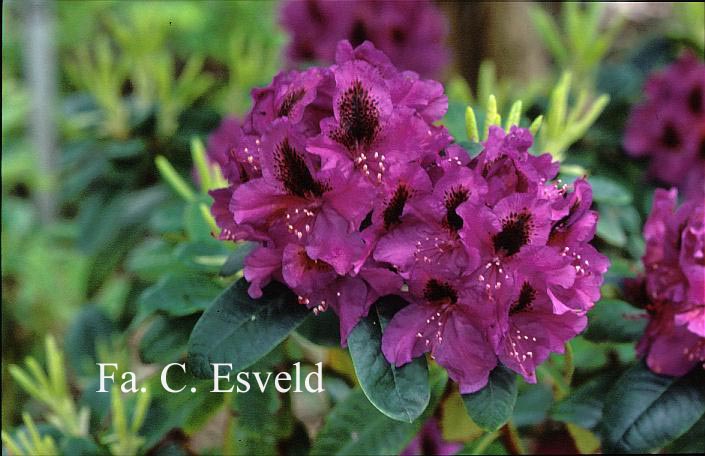 Rhododendron 'Peter Alan'