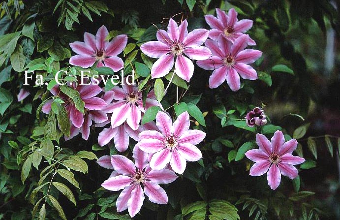 Clematis 'Nelly Moser'