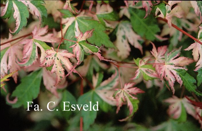 Acer palmatum 'Tsuru no mai'