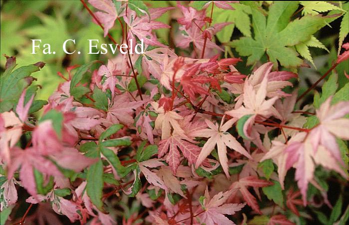 Acer palmatum 'Asahi zuru'