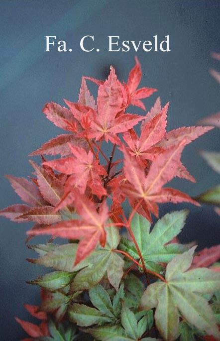 Acer palmatum 'Nishiki no murasaki'