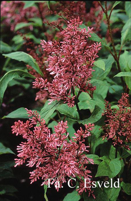 Syringa 'Alice Rose Foster'