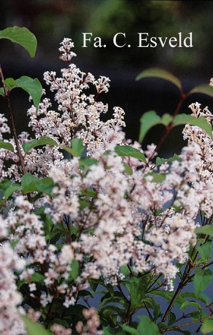 Syringa komarowii