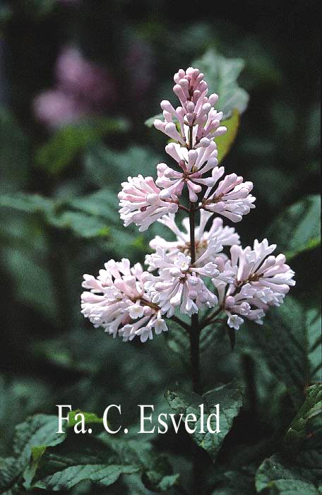 Syringa henryi 'Summer White'