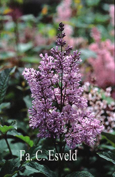 Syringa 'Nocturne'