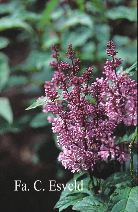 Syringa 'Minuet'