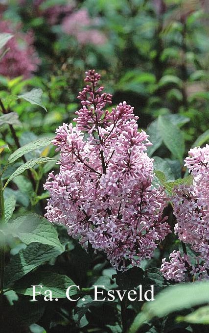 Syringa yunnanensis 'Prophecy'