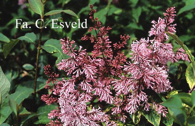 Syringa 'Basia'