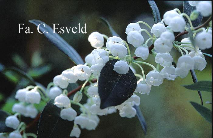 Zenobia pulverulenta 'Blue Sky'