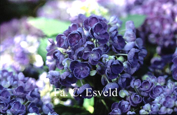 Hydrangea macrophylla 'Hopcorn' (HOVARIA)