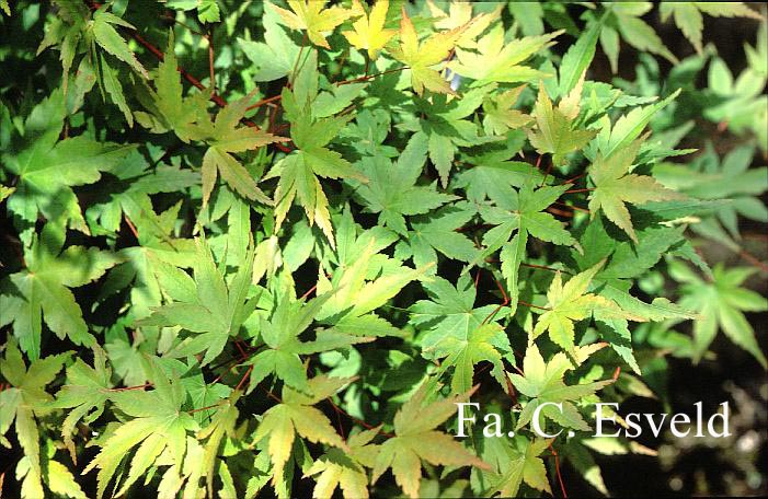 Acer palmatum 'Kenkoh nishiki'