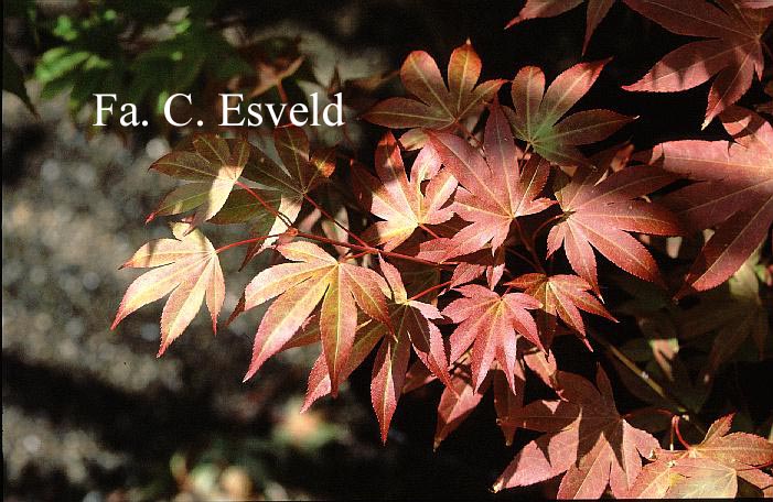 Acer palmatum ssp. amoenum