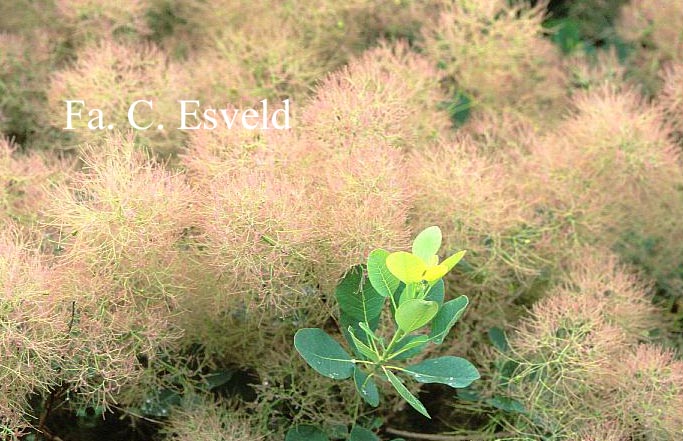 Cotinus coggygria 'Young Lady'