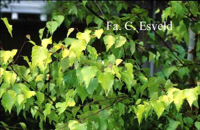 Betula pendula 'Schneverdinger Goldbirke'