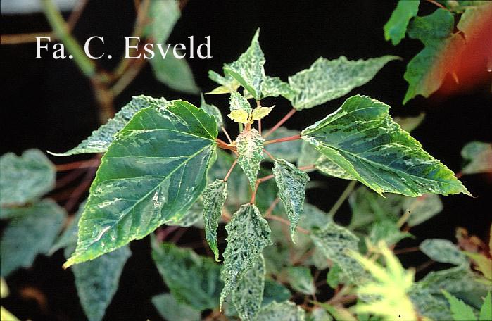 Acer rubescens 'Yakushima nishiki'