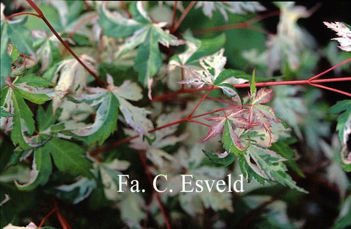 Acer palmatum 'Tsuru no mai'