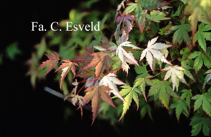 Acer palmatum 'Mai mori'