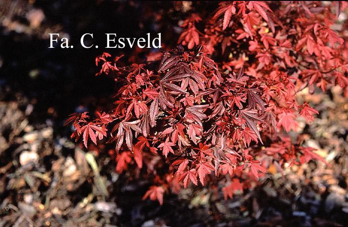 Acer palmatum 'Kandy Kitchen'