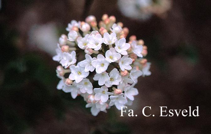 Viburnum carlesii 'Compacta'