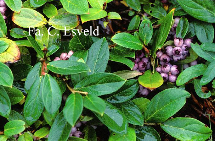 Gaultheria hookeri