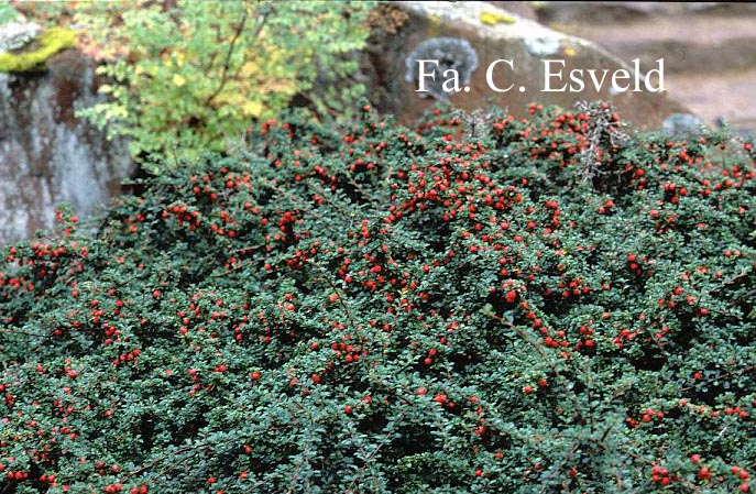 Cotoneaster cochleatus