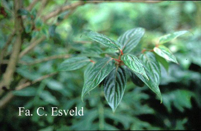 Viburnum odoratissimum