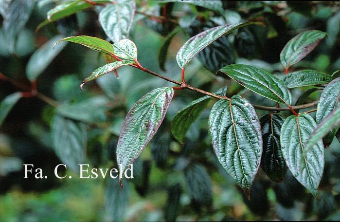 Viburnum odoratissimum