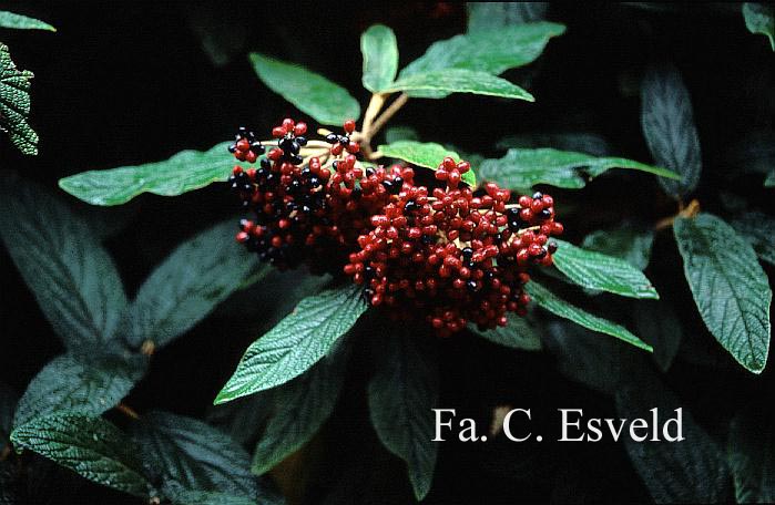 Viburnum rhytidophyllum