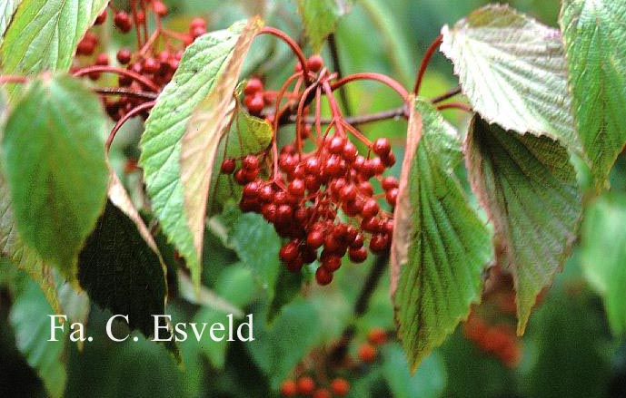 Viburnum betulifolium