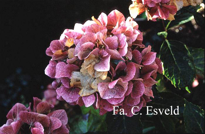 Hydrangea macrophylla 'Oregon Pride'