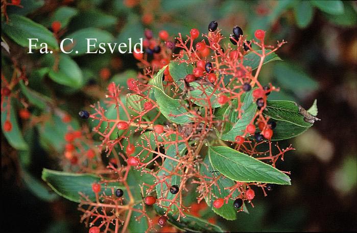 Viburnum sieboldii 'Seneca'