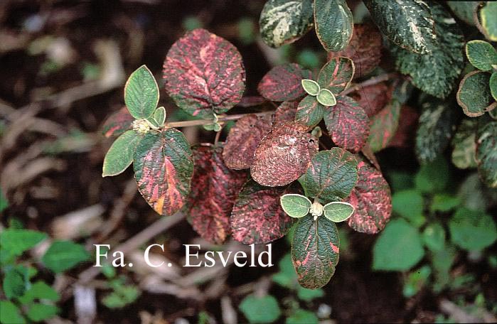 Viburnum lantana 'Variegata'