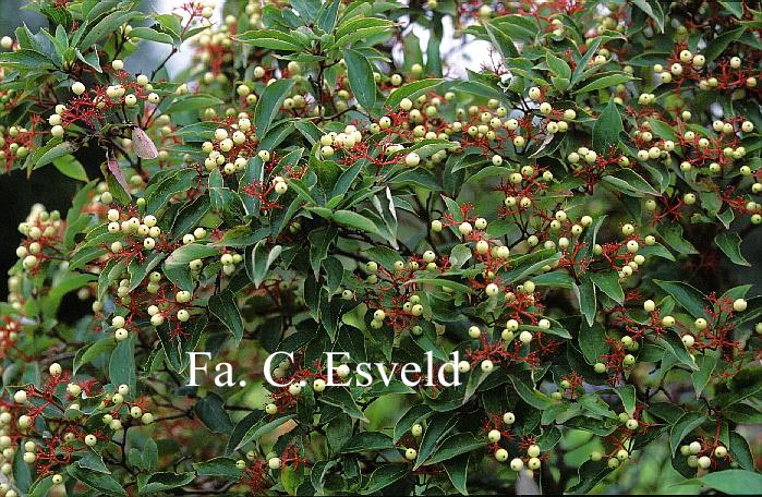 Cornus racemosa