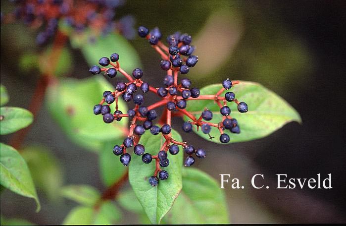 Viburnum tinus