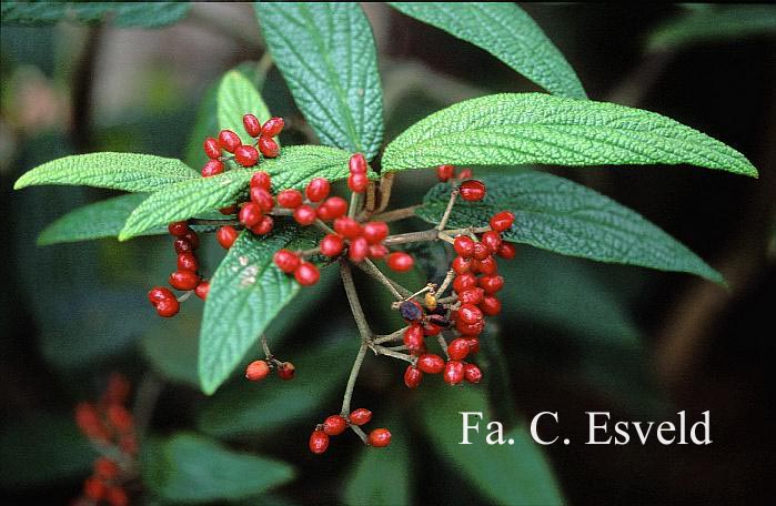 Viburnum rhytidophyllum 'Green Trump'