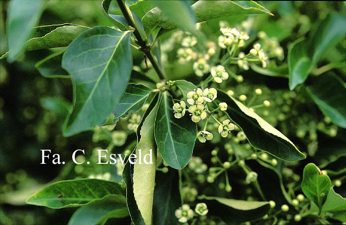 Euonymus kiautschovicus 'Manhattan'