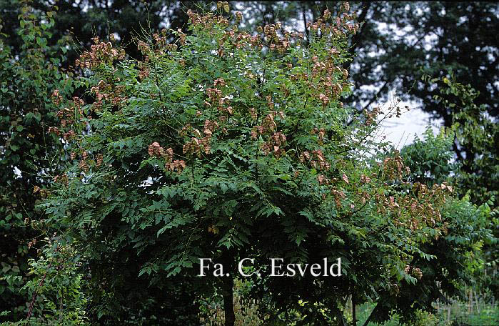 Koelreuteria paniculata 'Rosseels'