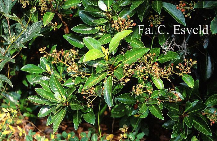 Viburnum odoratissimum