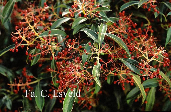 Viburnum henryi