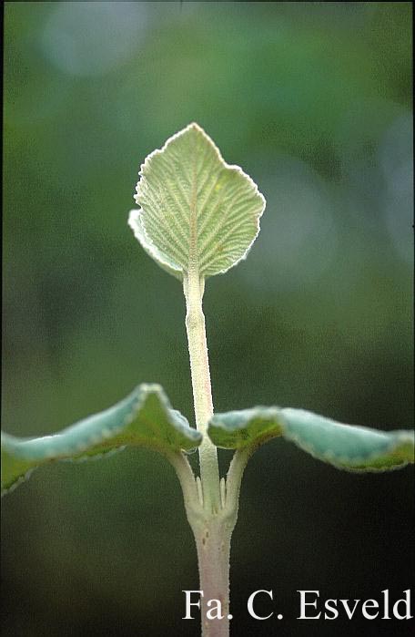 Viburnum corylifolium