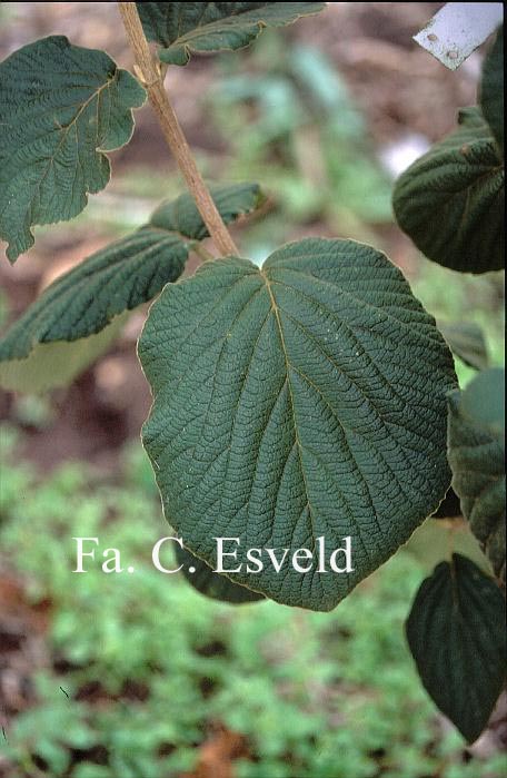 Viburnum corylifolium