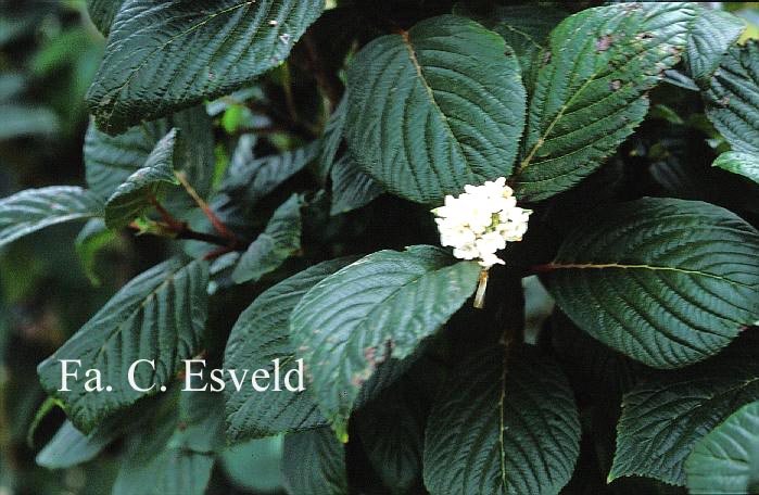 Viburnum grandiflorum