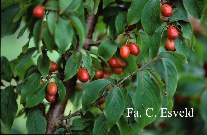 Cornus officinalis