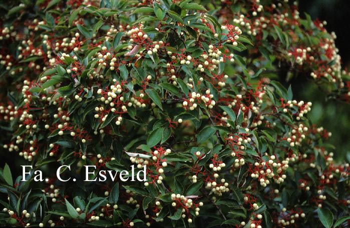 Cornus racemosa