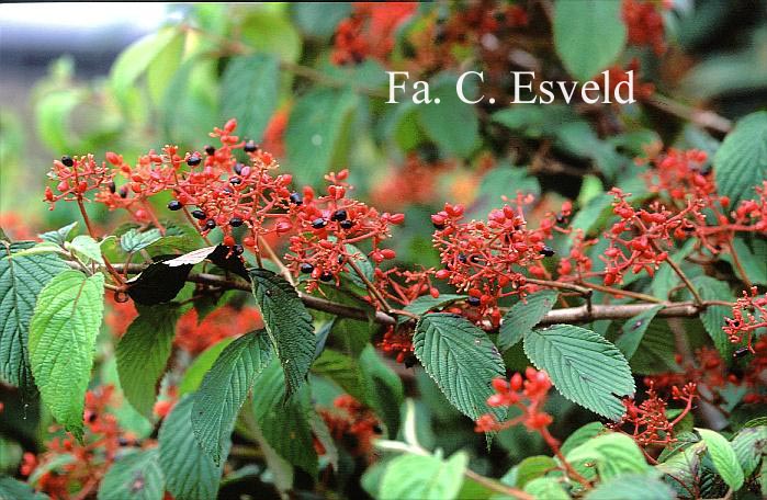 Viburnum plicatum 'Shoshoni'