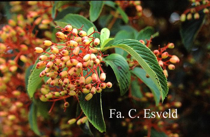 Viburnum sieboldii