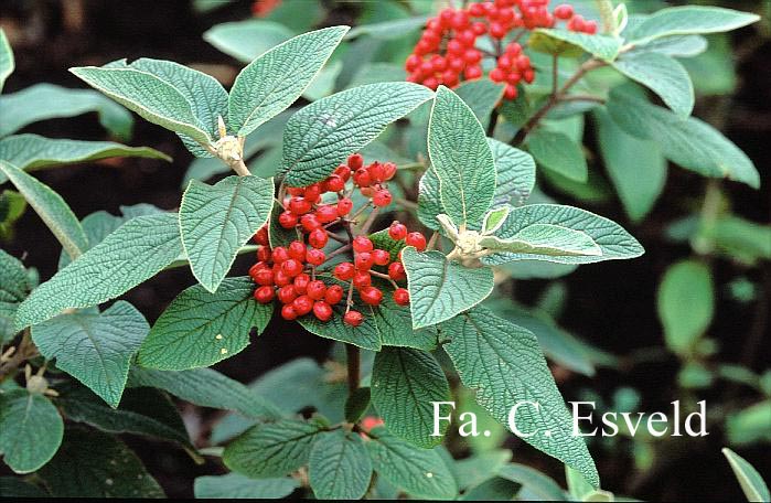 Viburnum burkwoodii 'Conoy'