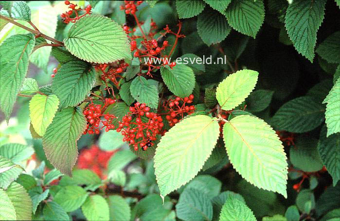 Viburnum plicatum 'Rotundifolium'