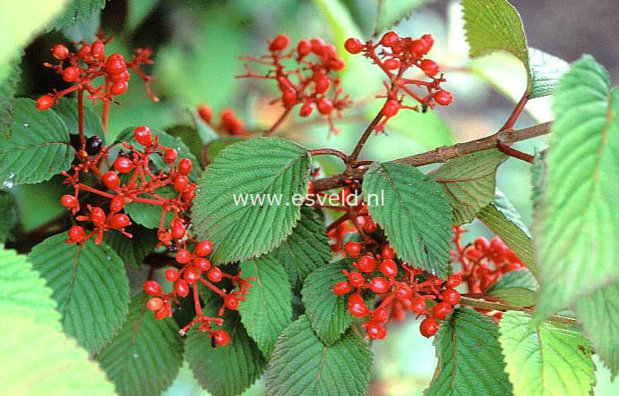 Viburnum plicatum 'Rotundifolium'