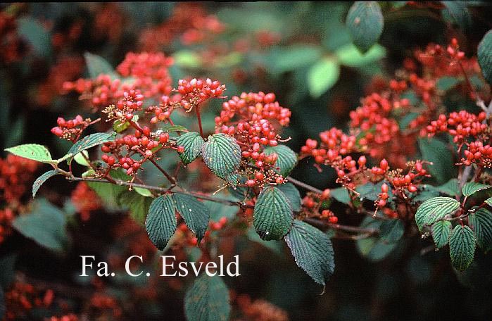 Viburnum plicatum 'Rosace'